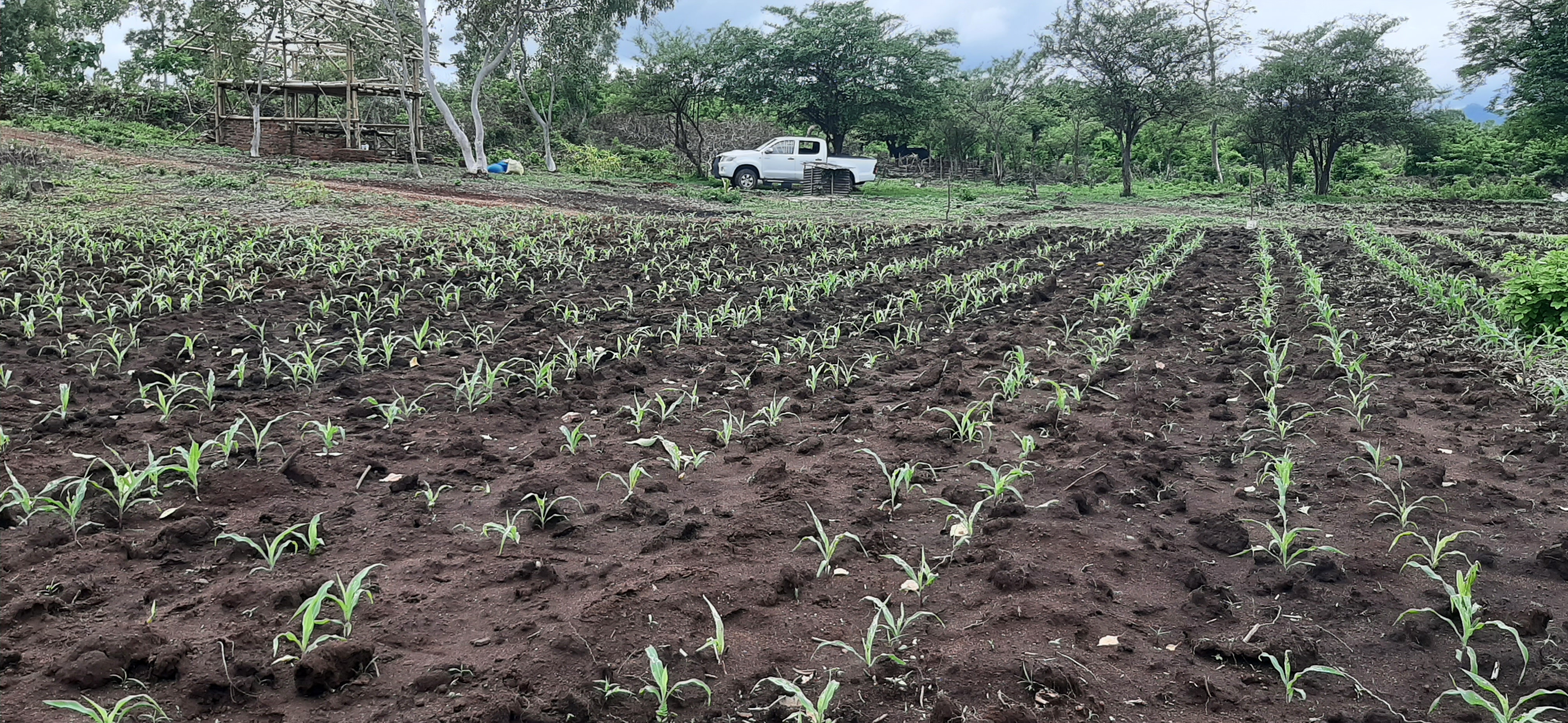 Community Garden Launch